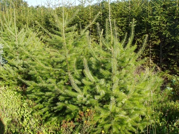 Douglaska tisolistá (Pseudotsuga menziesii)