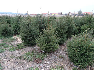 Smrk ztepilý (Picea abies)