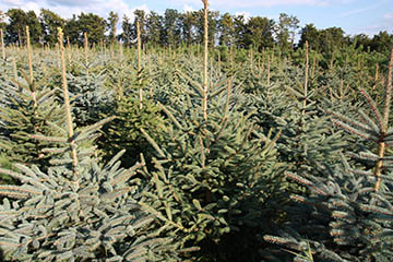 Smrk pichlavý (Picea pungens)