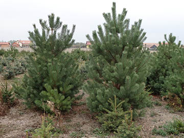 Borovice lesní (Pinus sylvestris)