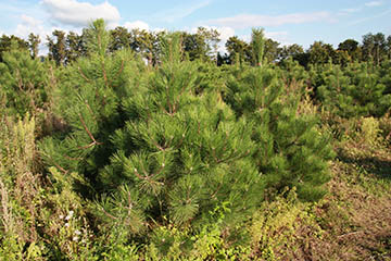 Borovice černá (Pinus nigra)