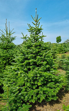 Jedle kavkazská (Abies nordmanniana)