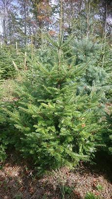 Jedle obrovská (Abies grandis)